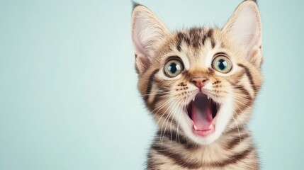 Obraz premium Astonished Kitten: A charming close-up captures the endearing surprise of a kitten, its wide eyes and open mouth portraying pure wonder and playful curiosity.