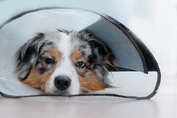 Sad dog wearing cone at veterinary clinic after operation