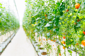 Baby red tomatoes ripen on hanging stems in eco greenhouse with drip irrigation system
