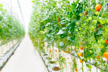 Fototapete Baby red tomatoes ripen on hanging stems in eco greenhouse with drip irrigation system © Parilov