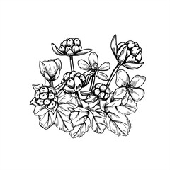 Monochrome cloudberry bouquet with berries, flowers and leaves vector illustration. Tundra berry composition for Nordic wedding decor, organic product packaging, herbal branding and seasonal designs.