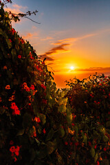 Atardecer en la Corujera, Isla de Tenerife.