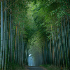 Fototapeta premium forest in the morning fog