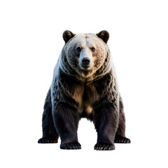 Fototapeta premium bear transparent background png