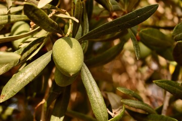 Single green olive ripening on a Spanish olive tree—symbolizing Mediterranean cuisine,...