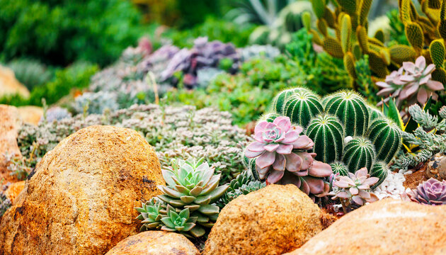 Colorful desert succulents and cacti arrangement in rock garden, formed landscape design