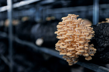 Golden oyster mushrooms growing in sheltered fungiculture environment