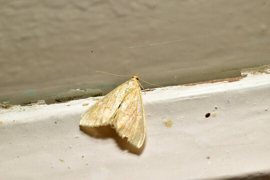 Udea rubigalis, the celery leaf roller or greenhouse leaf roller, sits on a wooden frame, viewed from above.