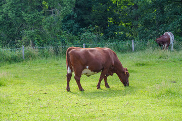 Sommer im westlichen M&uuml;nsterland