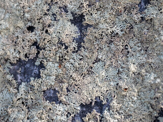 Lichen on the surface of a stone