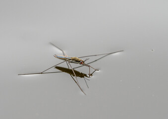 A water strider bug with thin long legs is reflected in the smooth surface of the lake water