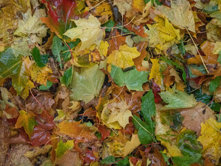 Red, green and yellow fallen maple leaves on the ground after rain in autumn