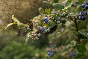 Fresh organic blueberries on a bush. Blueberry garden tasty, useful berry. Vaccinium corymbosum, tall blueberry. Ripe blueberries on a bush. Blueberry harvest in the garden.
