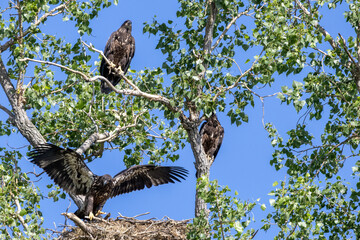 Young eagles in a tree