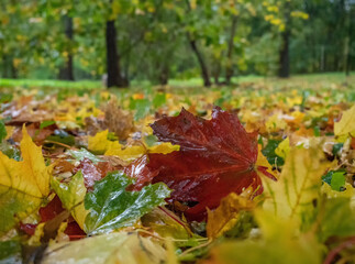 Red and yellow fallen maple leaves on the ground after rain in autumn