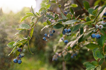 blueberries on a branch at sunset