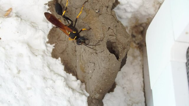 A wasp builds a nest out of mud. It buzzes and vibrates loudly. Sceliphron curvatum.