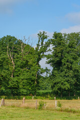 Sommer im westlichen Münsterland
