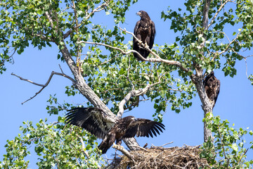 Young eagles in a tree