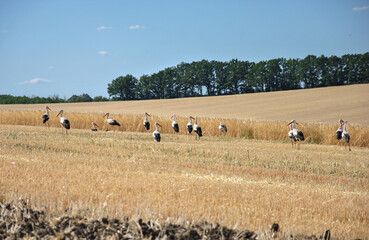 Obraz premium a group of storks in a field during the harvest