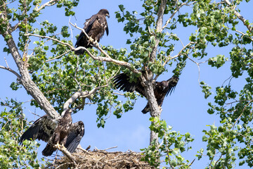 Young eagles in a tree