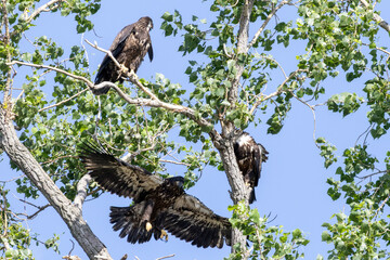 eagle on a branch