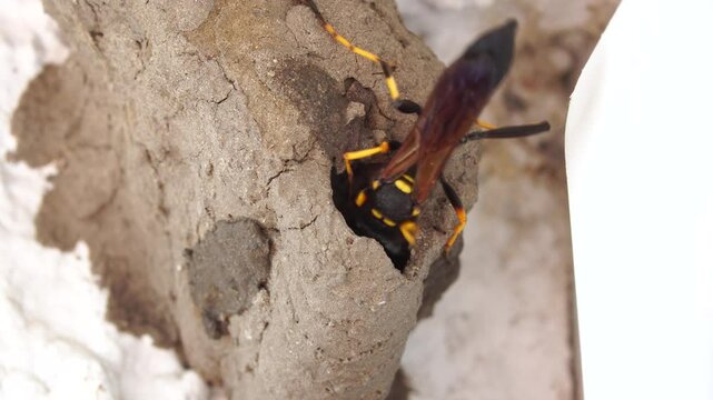 A wasp builds a nest out of mud. It buzzes and vibrates loudly. Sceliphron curvatum.