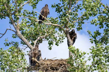 Young eagles in a tree