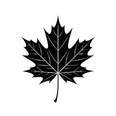 Fototapeta premium Maple Leaf Silhouette Icon PNG