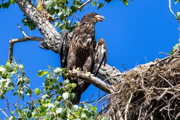 eagle on a branch