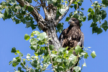 eagle in tree