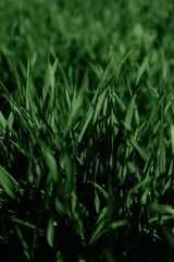 Close-Up of Lush Green Grass Blades in Natural Sunlight