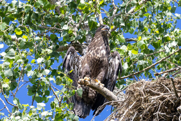Young eagles in a tree