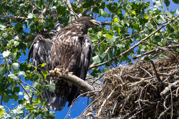 eagle on the branch