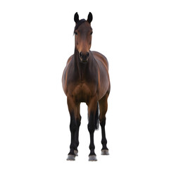 Obraz premium horse transparent background png