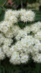 Close-up of delicate white flowers in full bloom against a green background