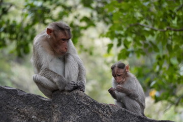 mother and baby monkey