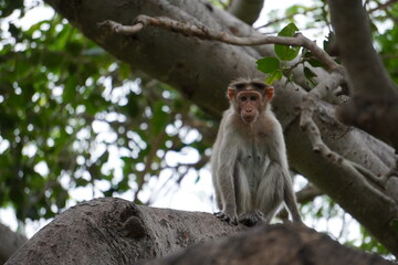 The monkey's