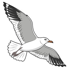 White grey bird with wings spread flying seagull