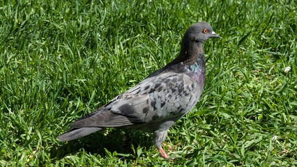 Pigeon standing on green grass in a sunny park setting 
