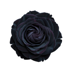 black rose transparent background png