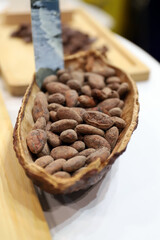 granos de cacao en una vaina de cacao