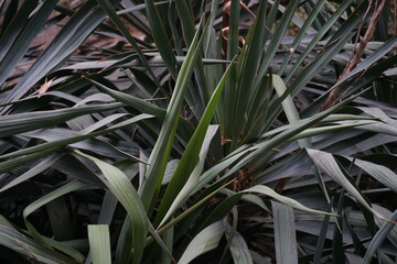 grass in the rock