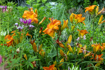 yellow tulips in the garden
