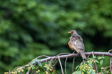 bird on a branch