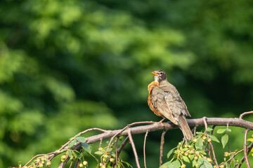 wild, animal, background, blue, tree, black, nature, bird, feathers, baltimore oriole, beautiful, branch, yellow, male, colorful, wing, garden, wings, environment, tropical, outdoor, orange, bright co