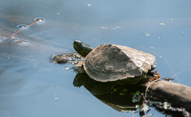 Fototapeta premium Common Map Turtle