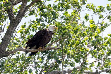 eagle in the tree