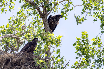 eagle in the tree