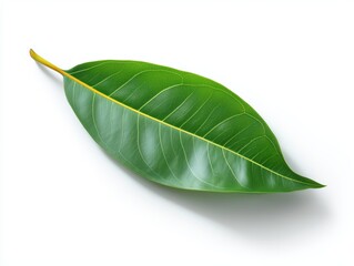 Obraz premium Fresh green leaf nature studio photography minimalist close-up organic beauty